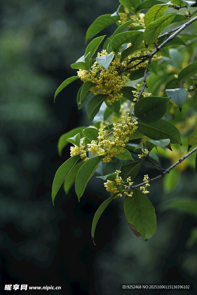 桂花 枝葉