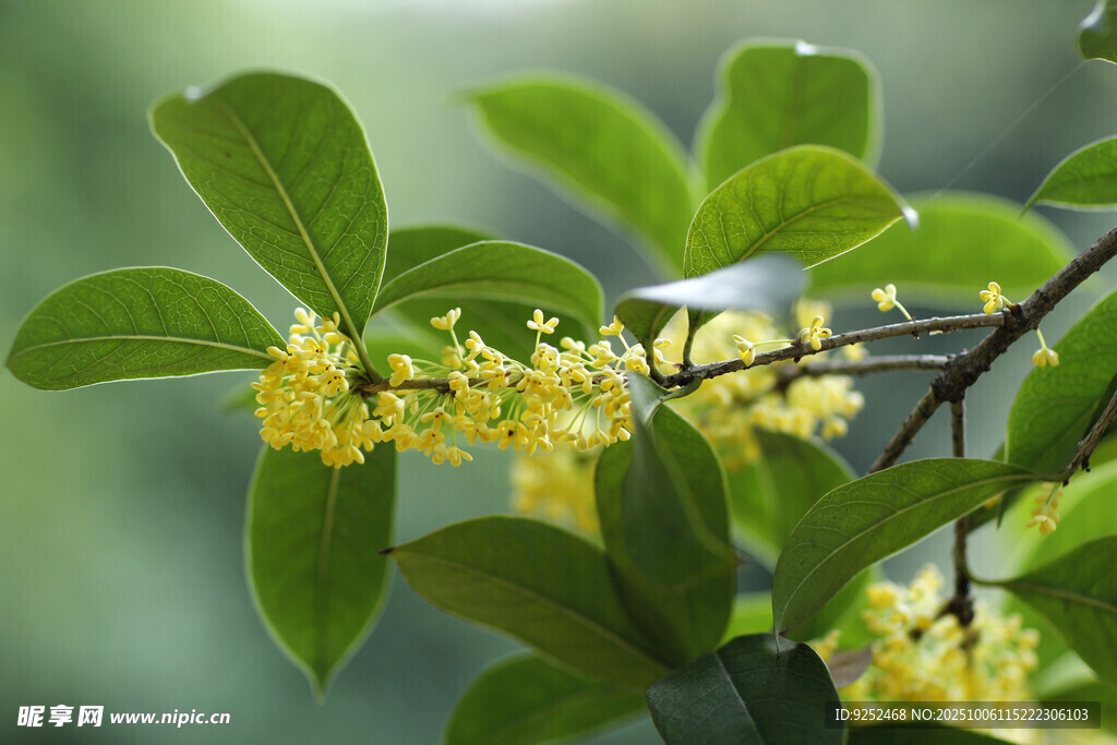  桂花