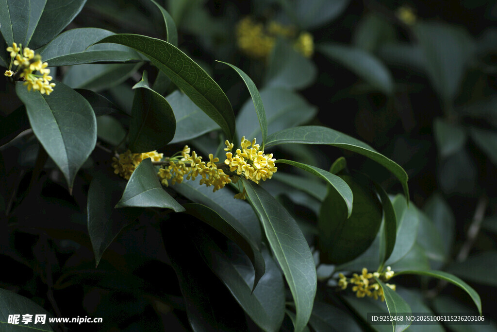 桂花 花枝 
