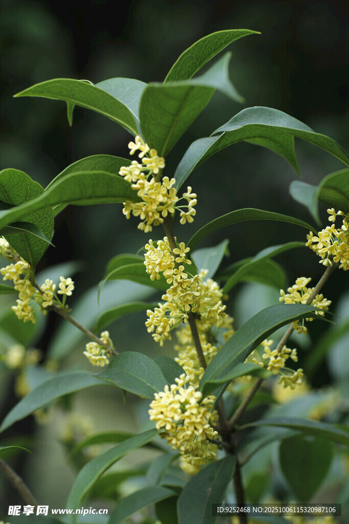  桂花