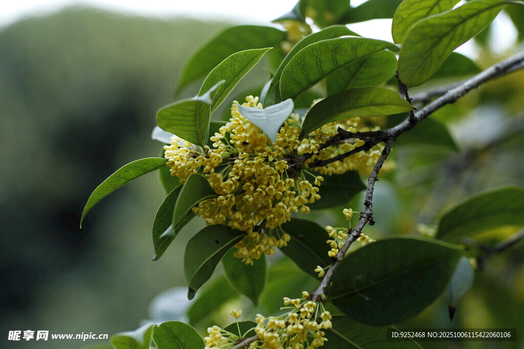 桂花枝 