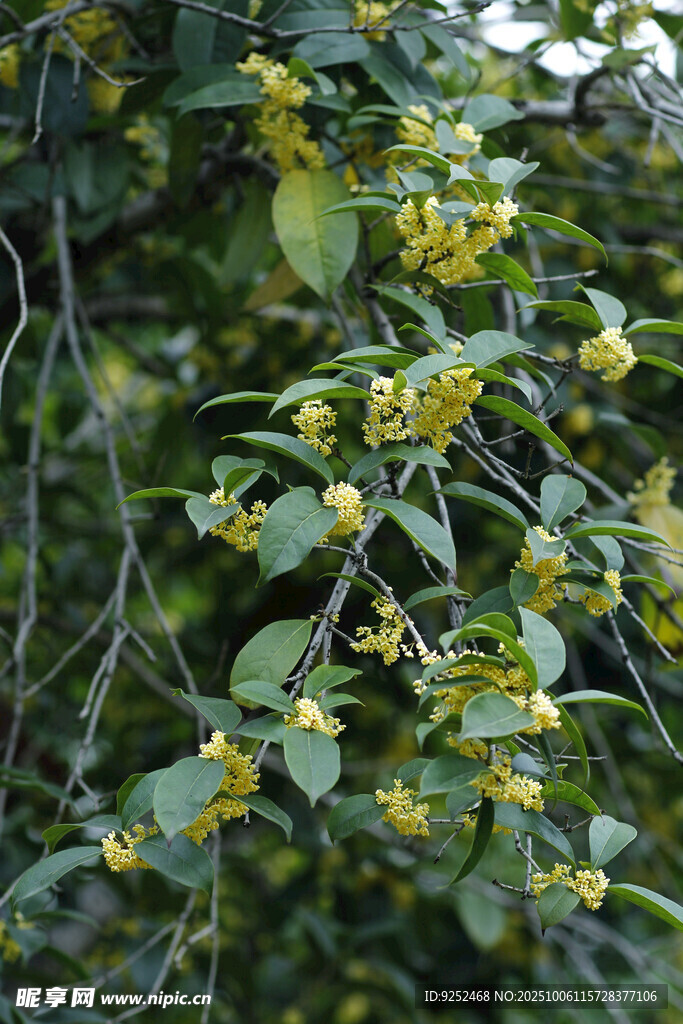 桂花樹(shù) 