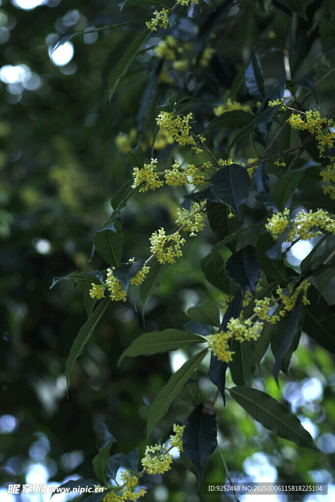黃色小花 枝頭