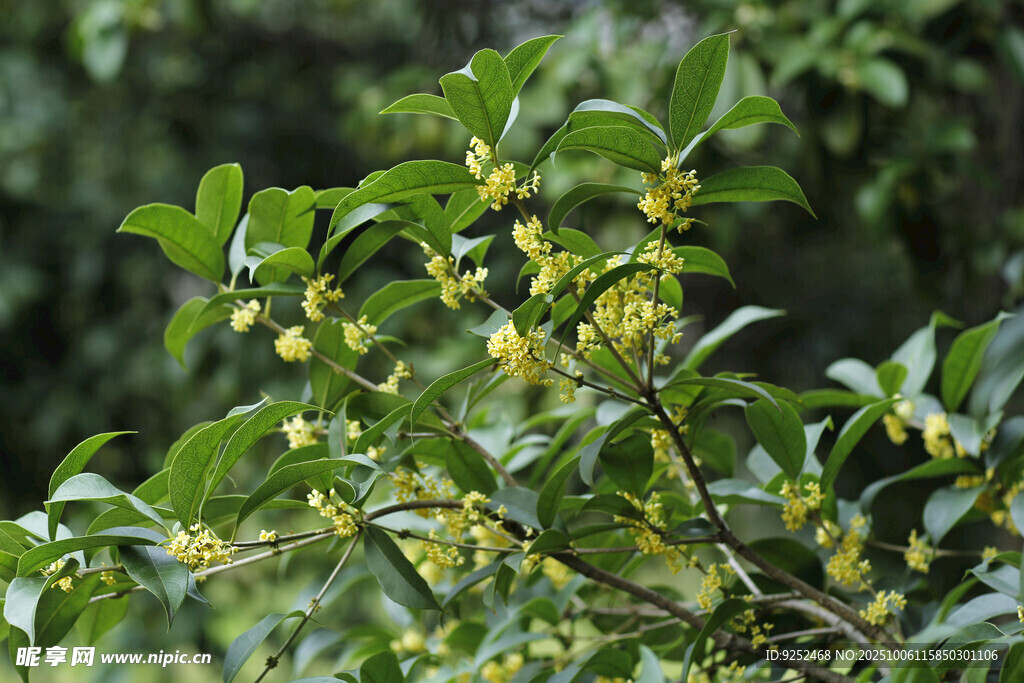 桂花 枝葉