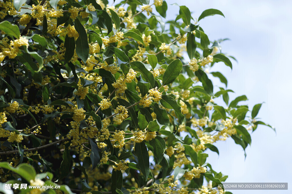 花枝 綠葉
