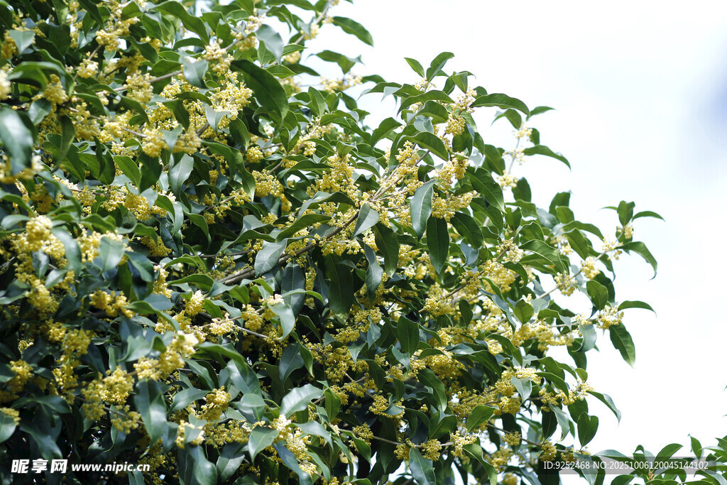 桂花枝 