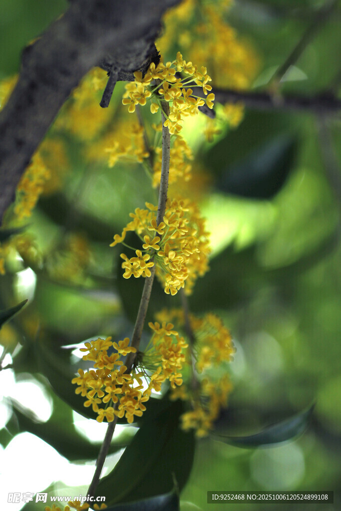 金黃小花