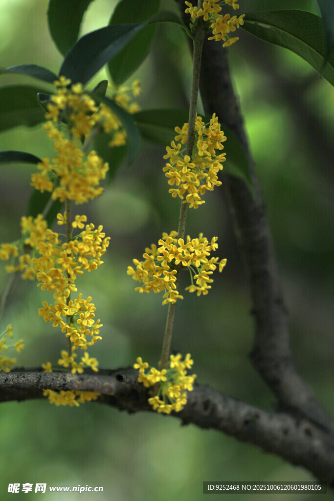  桂花