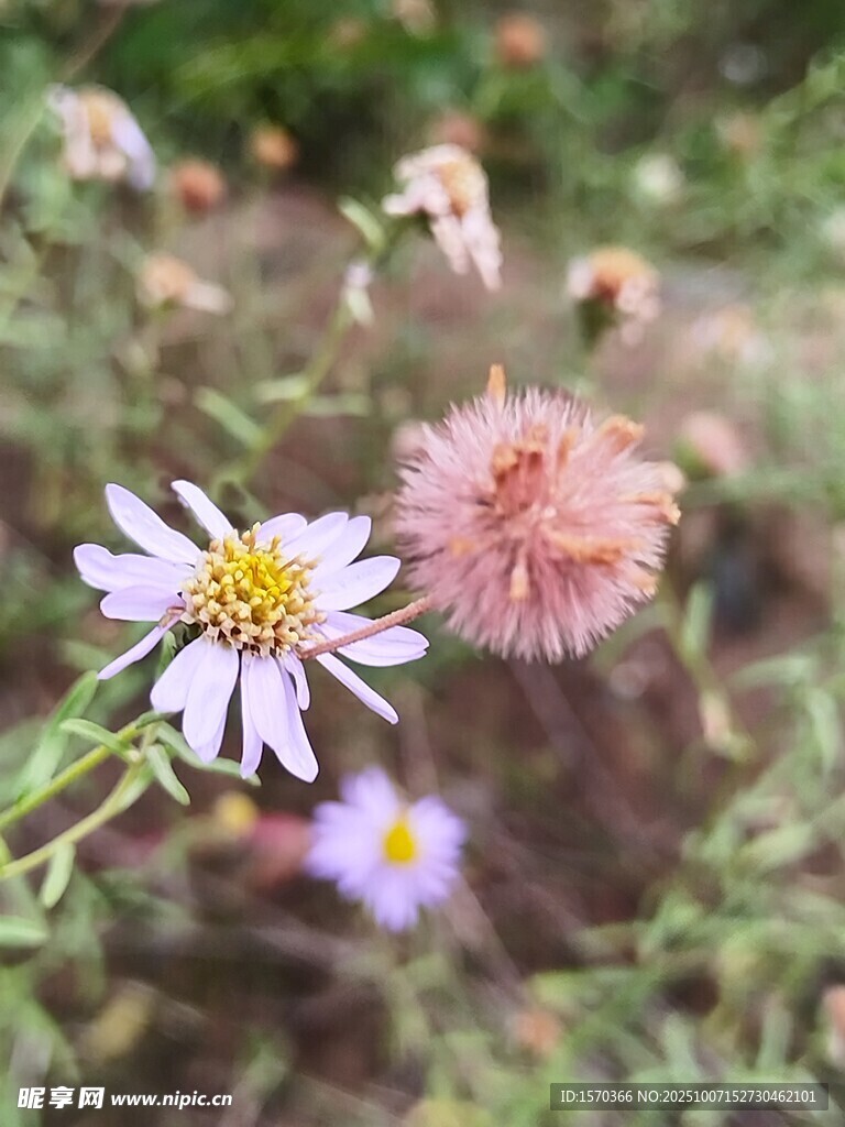 野外綻放的美麗小花