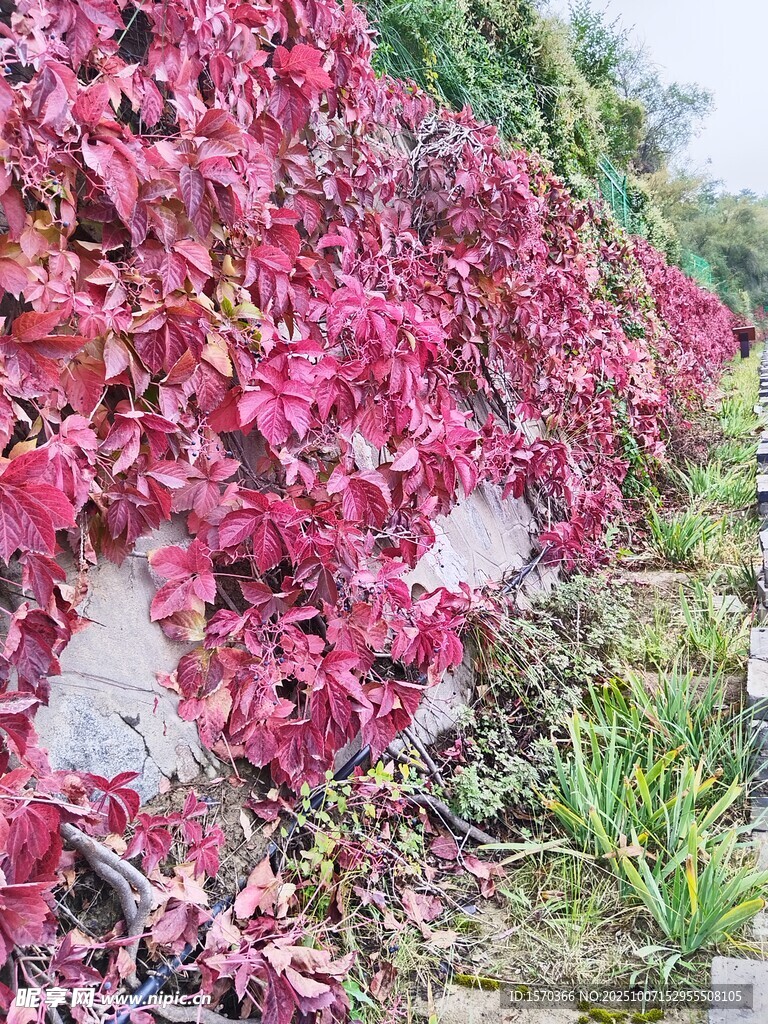 紅葉植物景觀