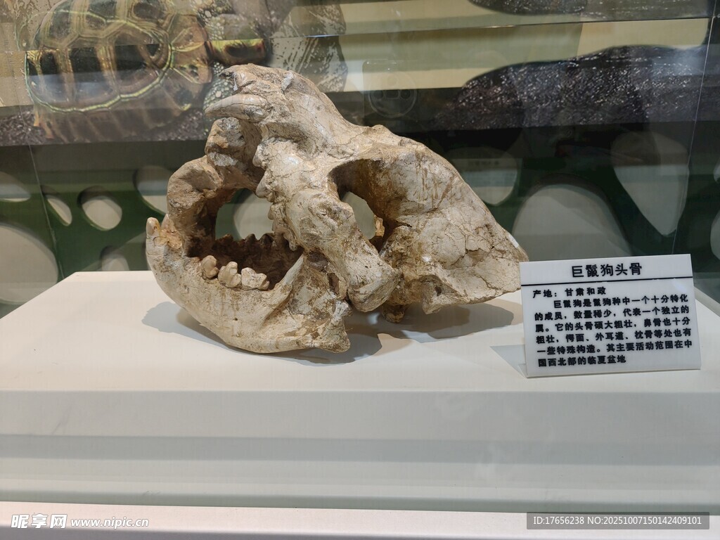 遠(yuǎn)古動(dòng)物頭骨標(biāo)本展示