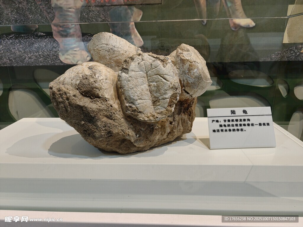 陸龜化石