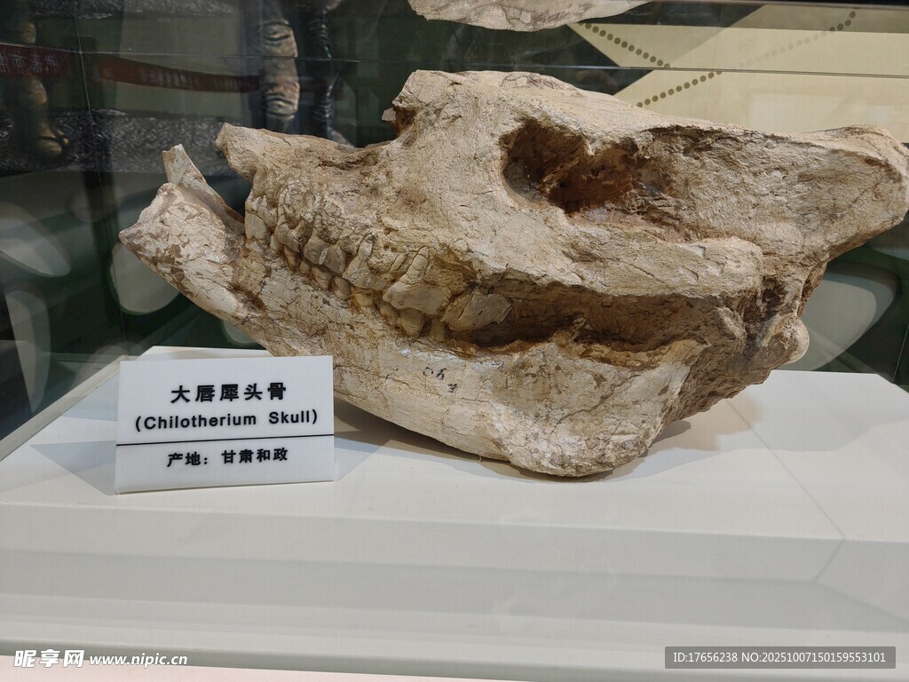 遠古動物頭骨化石展示