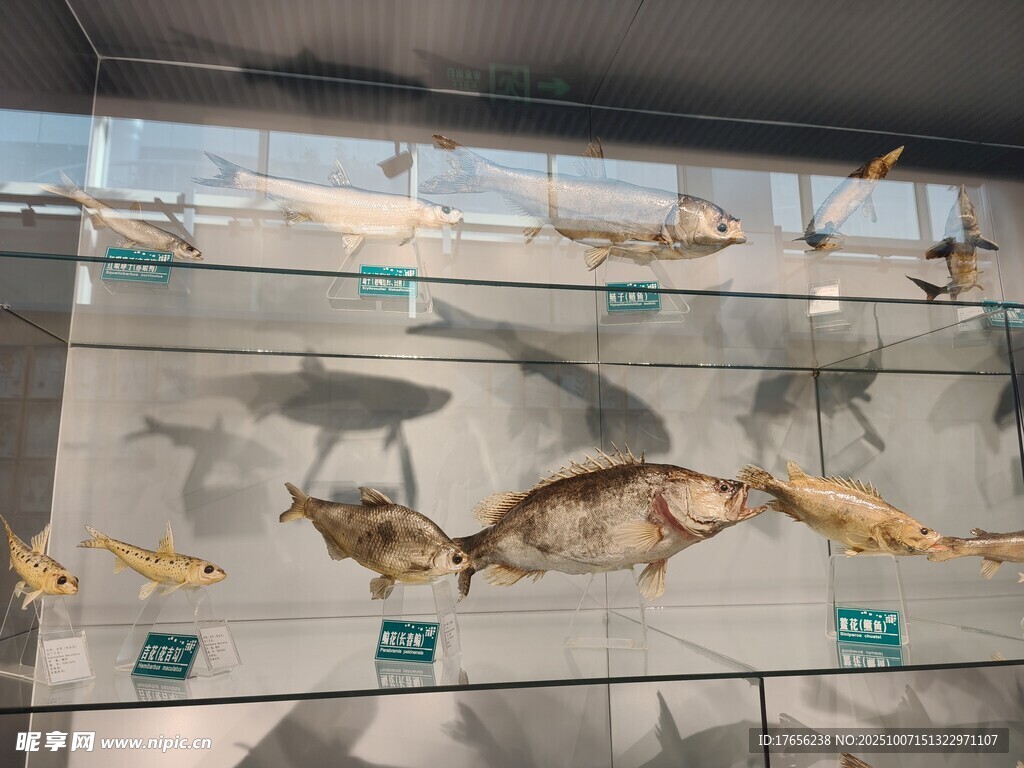 魚類標(biāo)本展示