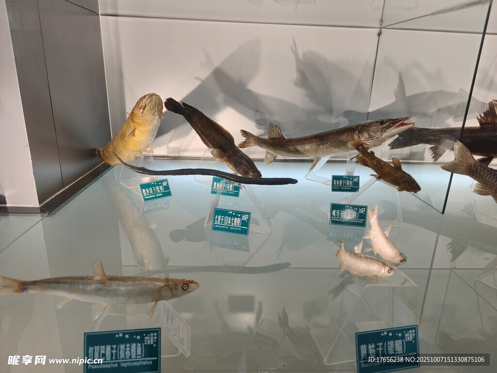 展示架上的多樣標本