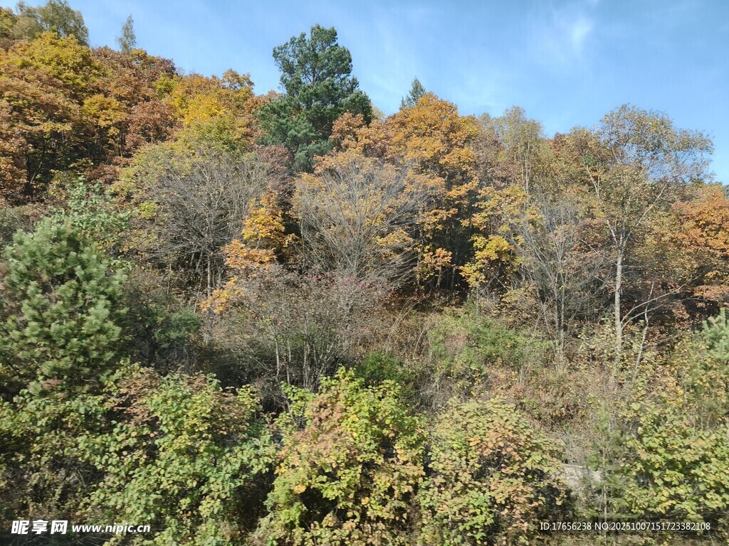 秋日山林斑斕景致