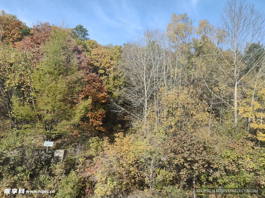 秋日山林斑斕景致