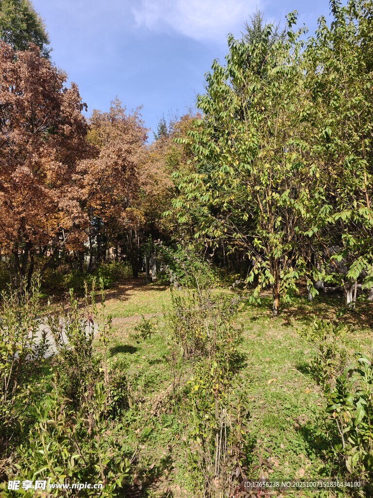 山林間的多彩植被景觀