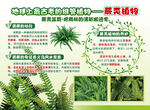 蕨類植物養(yǎng)護(hù)指南