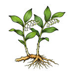 玉竹插畫(huà)