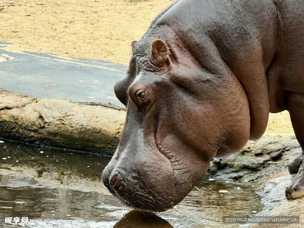 河馬低頭飲水瞬間
