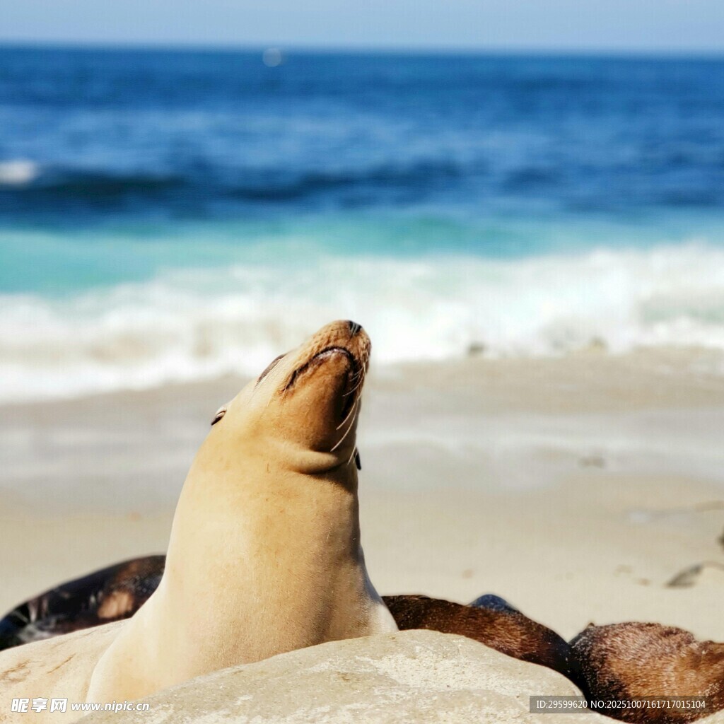 沙灘上休憩的可愛(ài)海獅