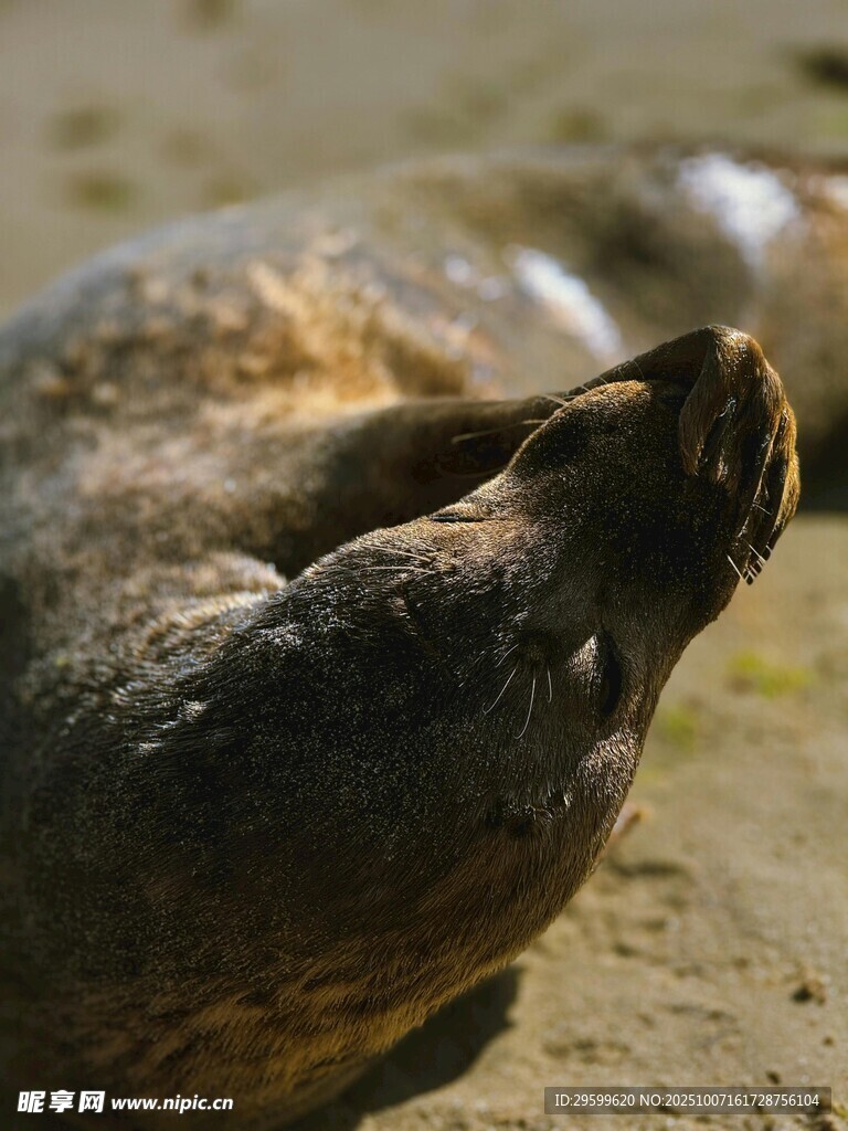 沙灘上休憩的海豹