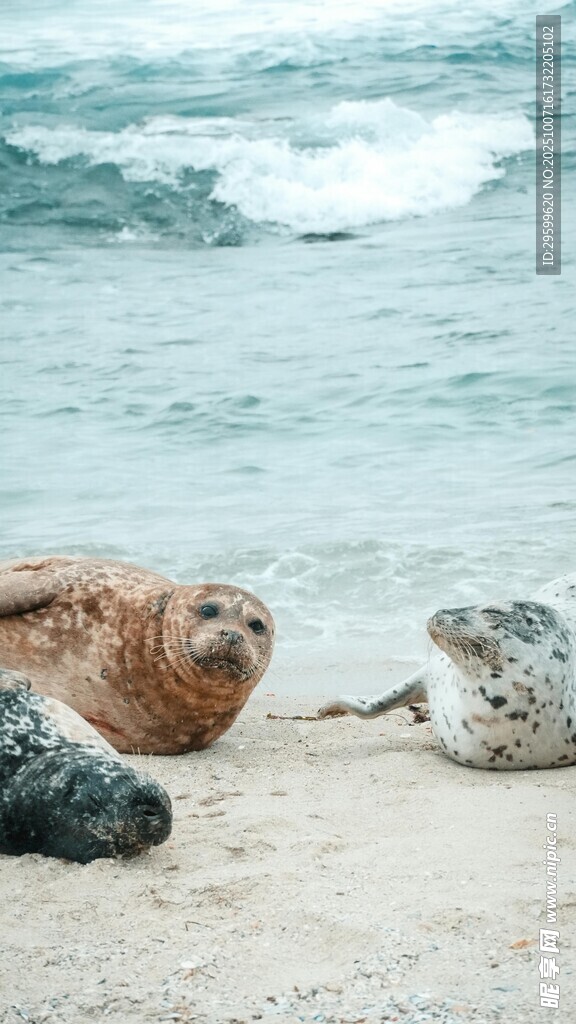 沙灘上休憩的幾只海豹