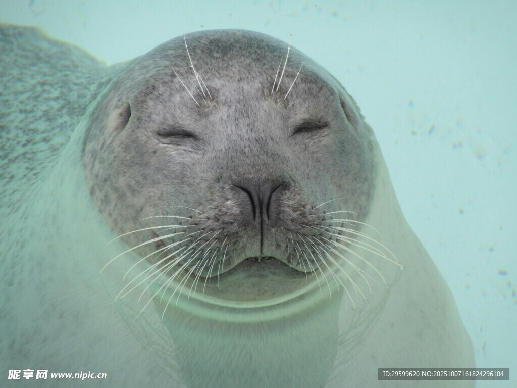 水中閉眼休憩的可愛海豹
