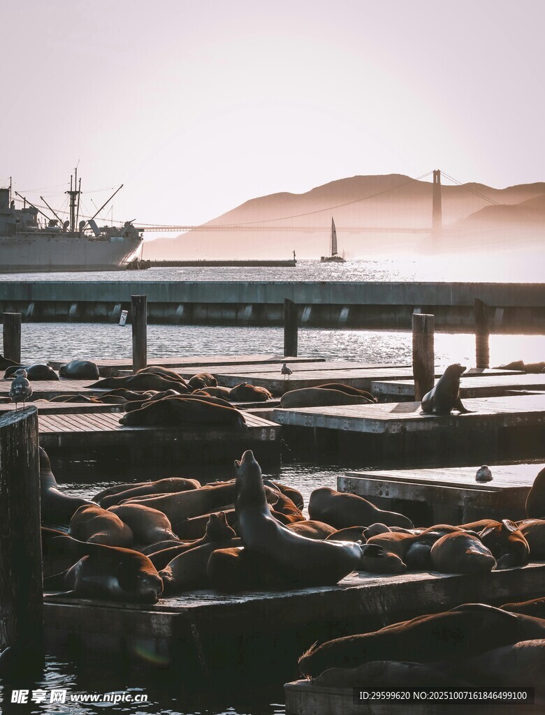 海邊碼頭的休憩海獅