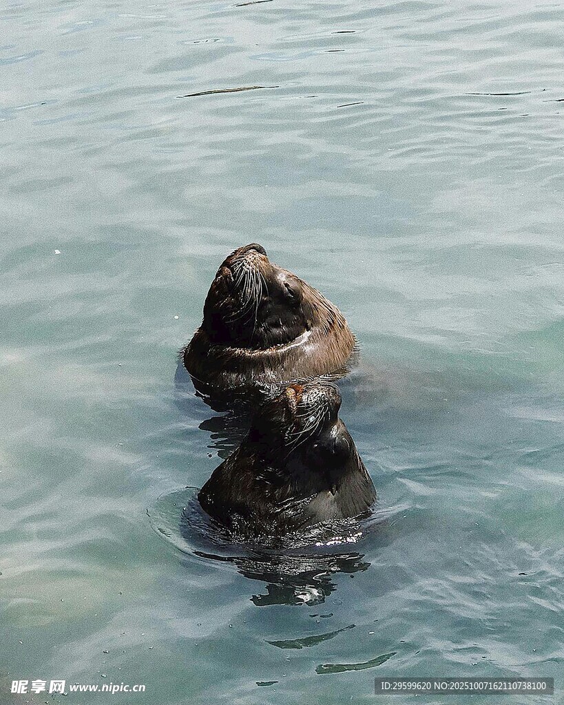 水中探頭的海獅