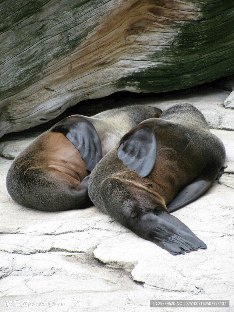 休憩的海獅