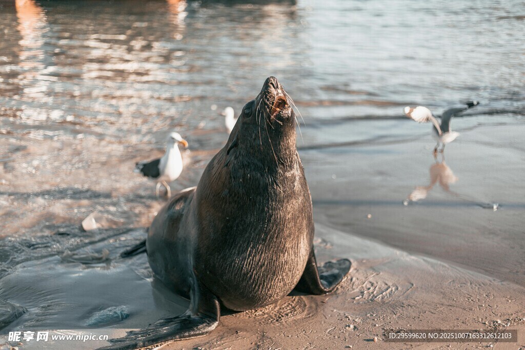 海灘上的海獅與飛鳥
