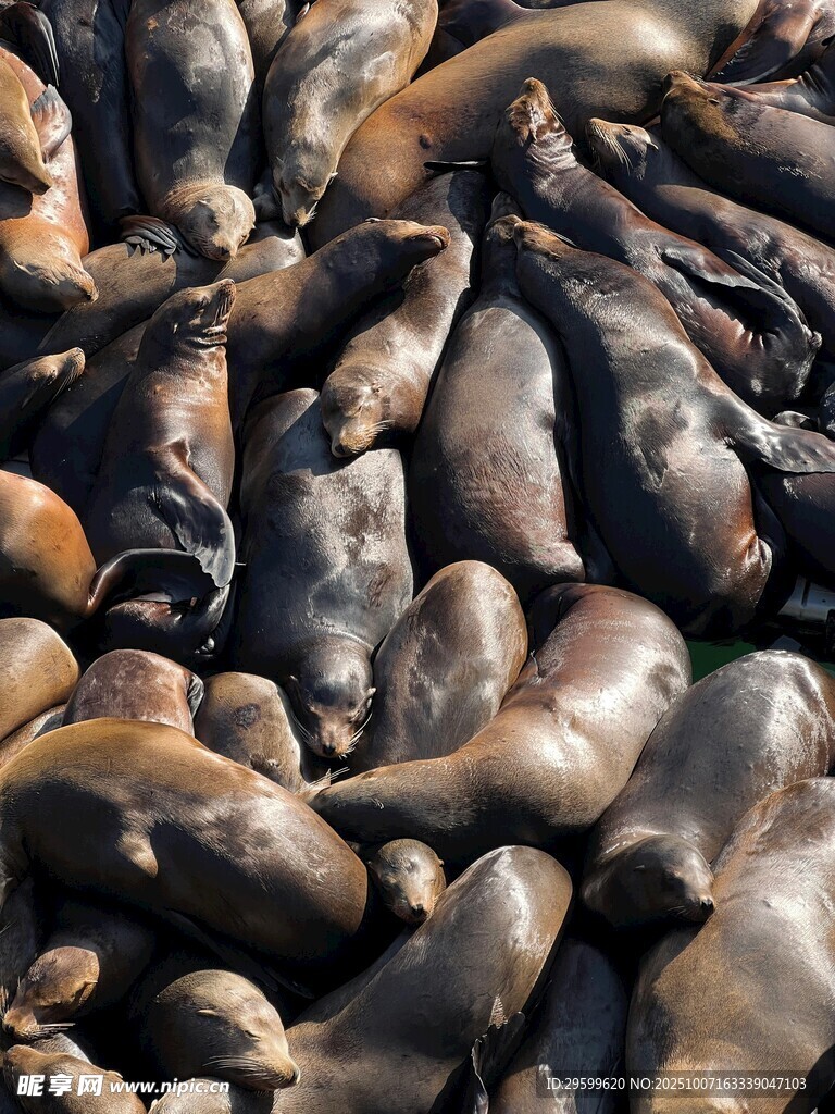 密集海獅群