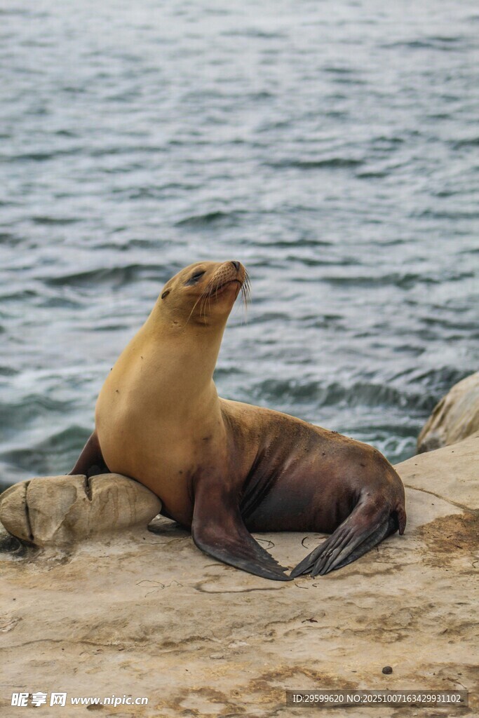 海邊休憩的海獅