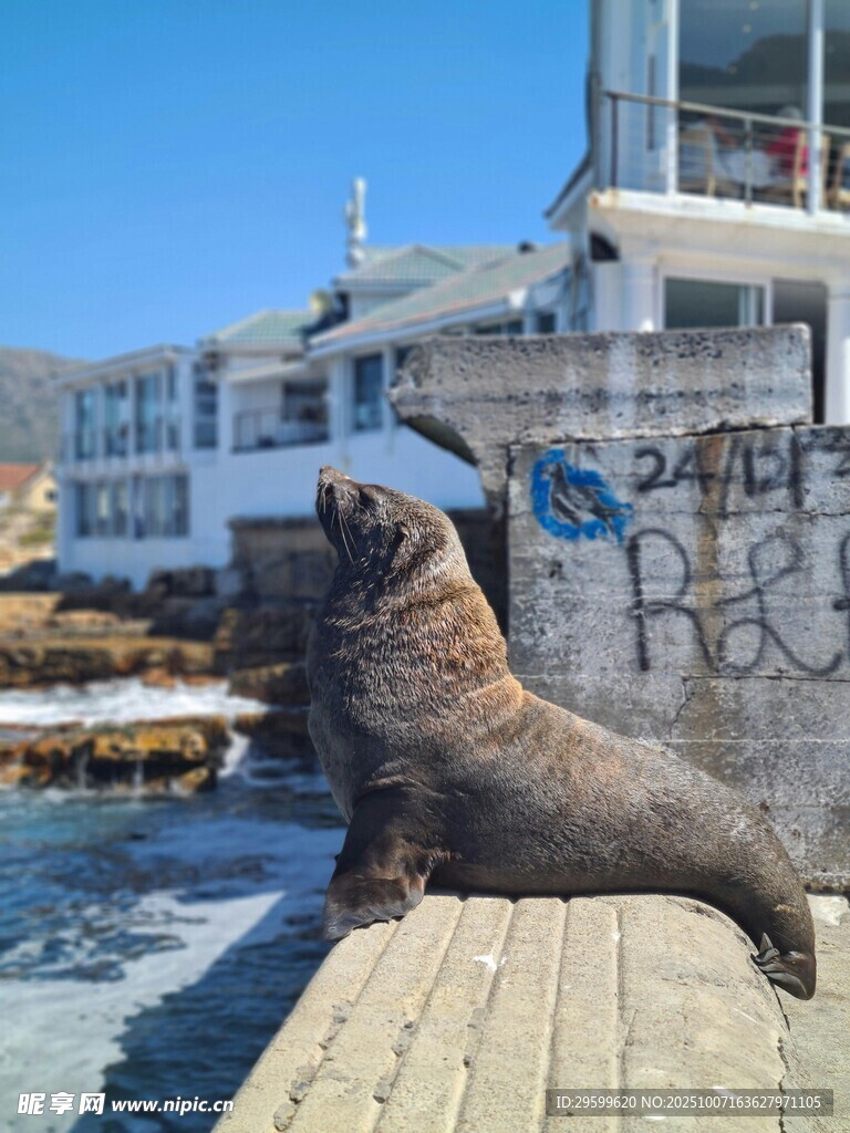 碼頭邊休憩的海獅