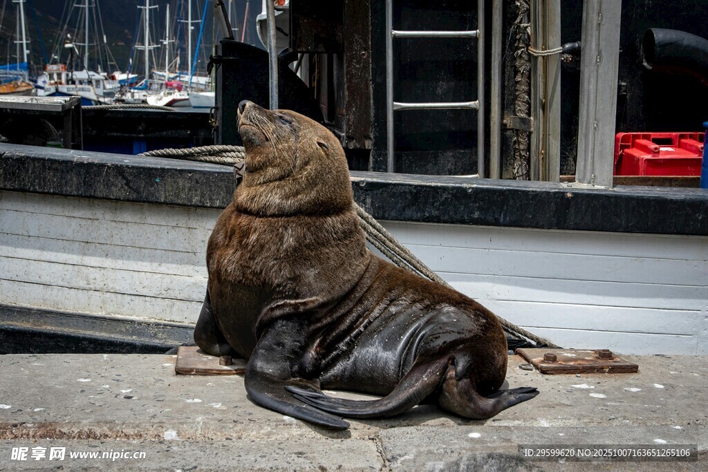 街邊休憩的海獅