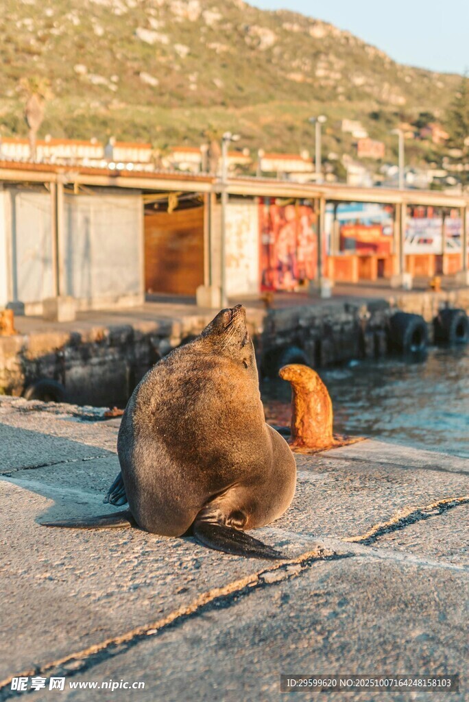 海邊碼頭休憩的海獅