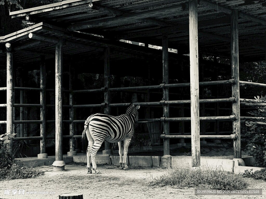 棚舍旁的斑馬