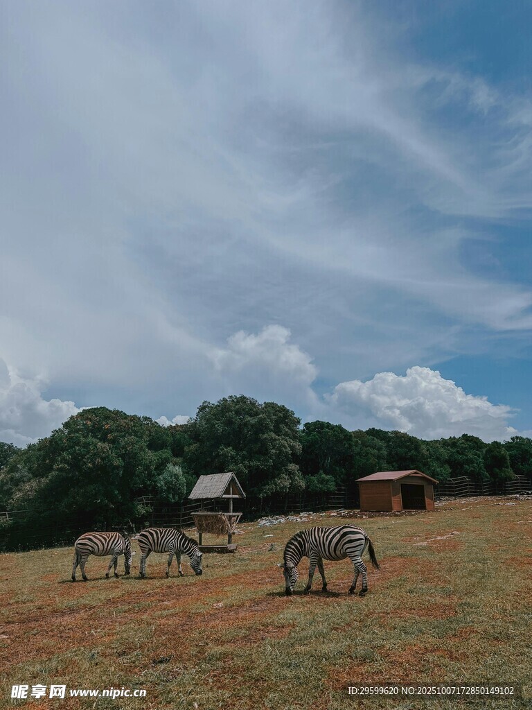 草原上的馬匹與遠處小屋