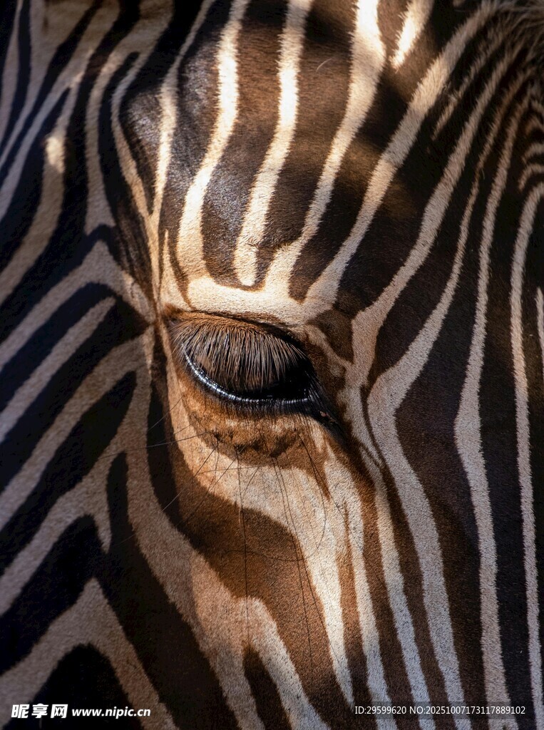 斑馬眼部特寫