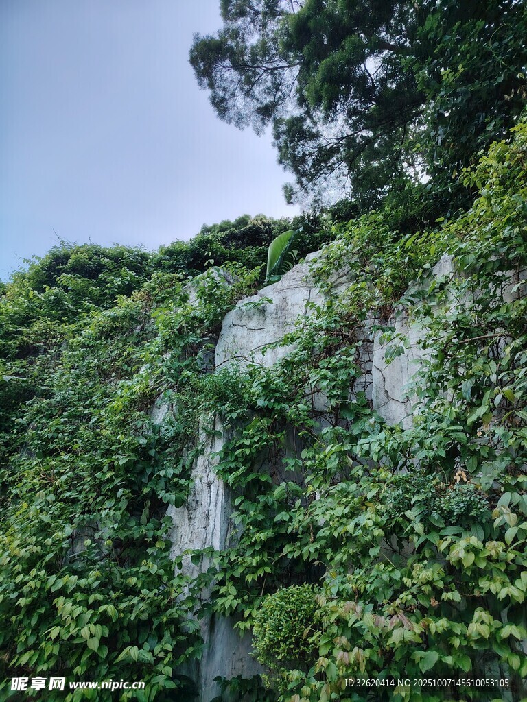 藤蔓覆蓋的石墻景觀