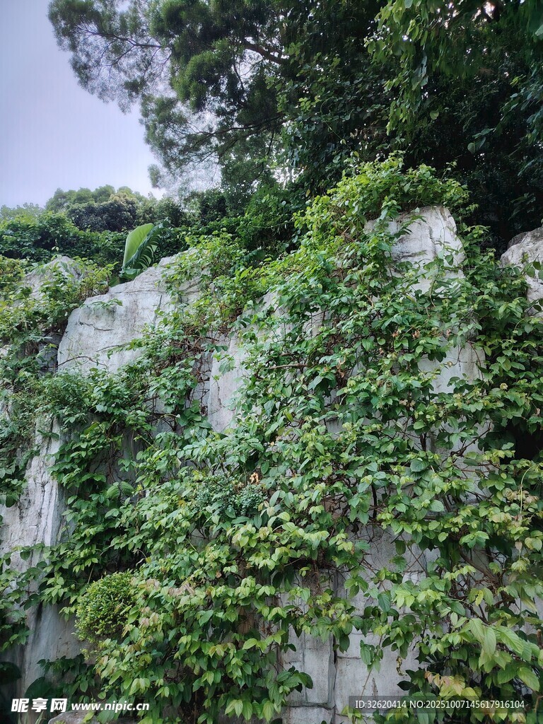藤蔓覆蓋的巖石景觀