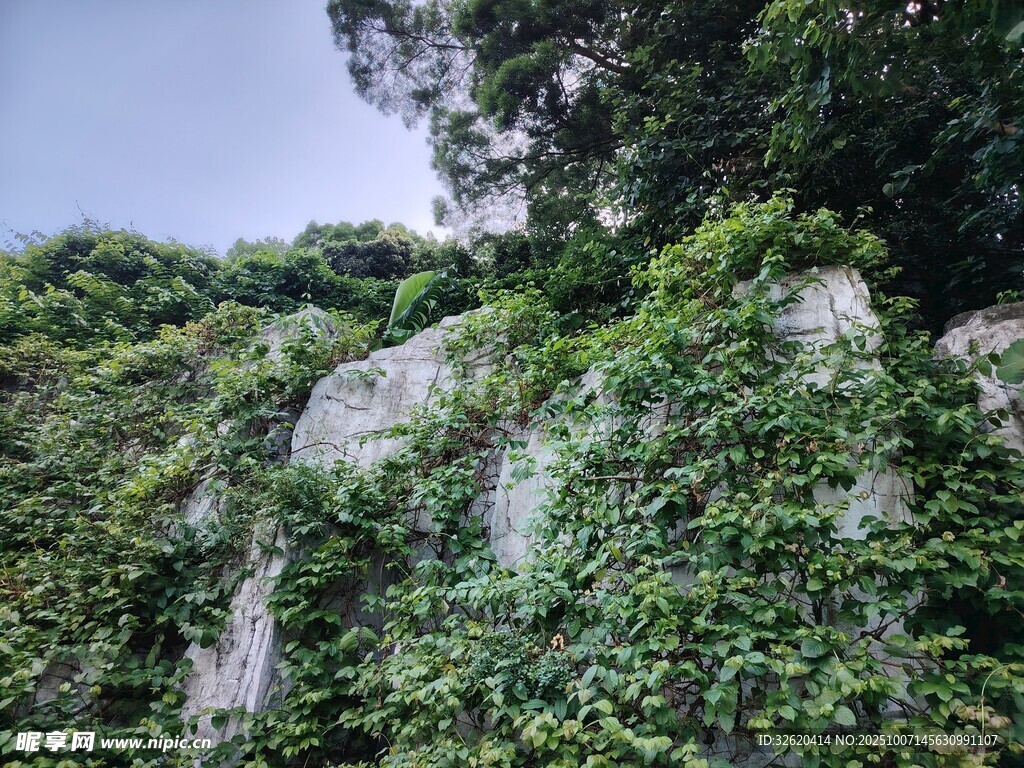藤蔓覆蓋的巖石景觀