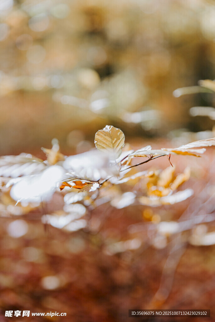 晶瑩水珠點(diǎn)綴濕潤(rùn)物體表面