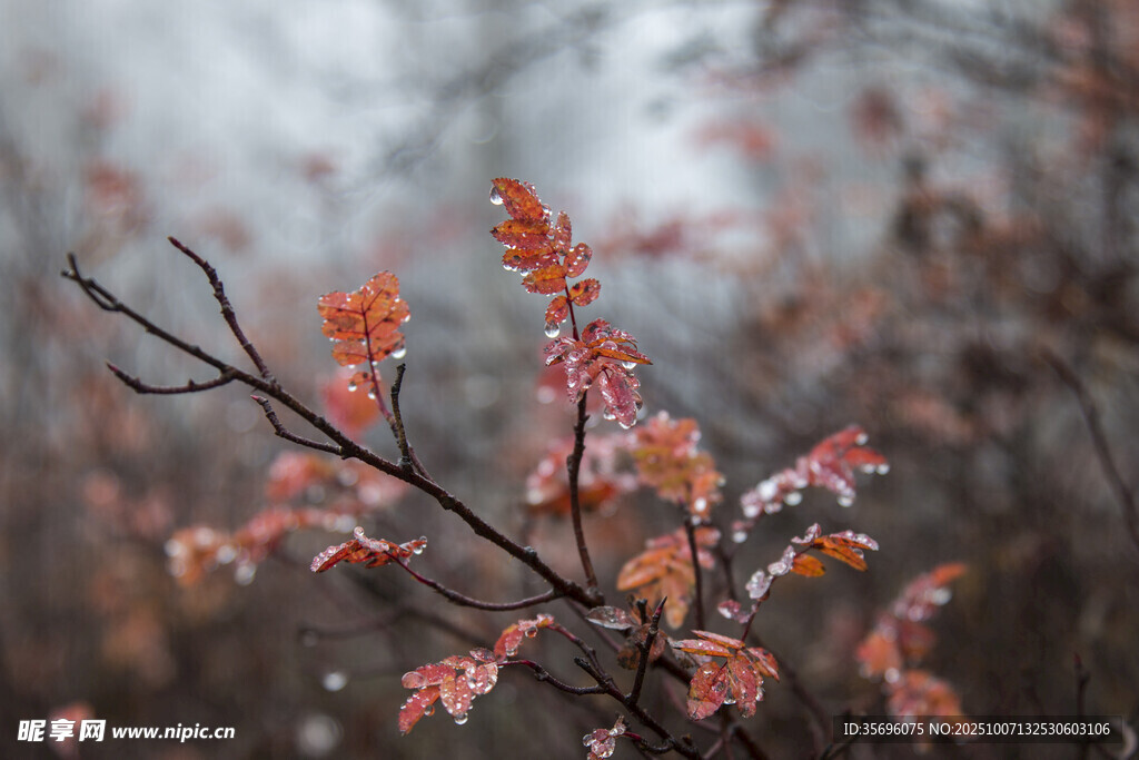 霜覆紅葉樹枝景