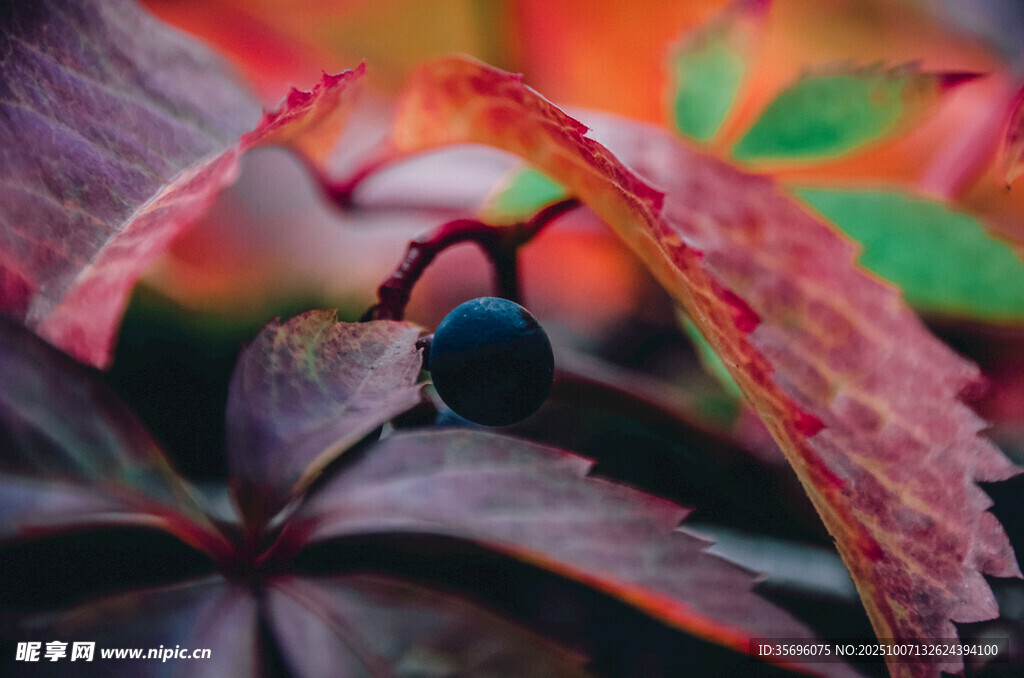 秋韻紅葉與黑果