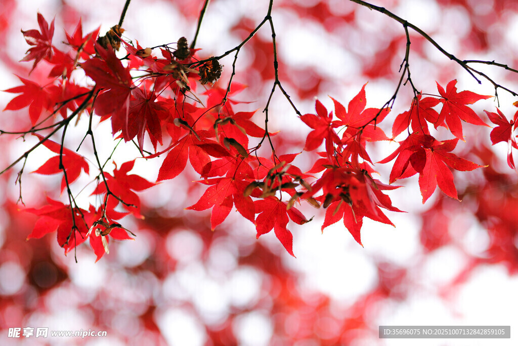紅楓葉樹枝特寫