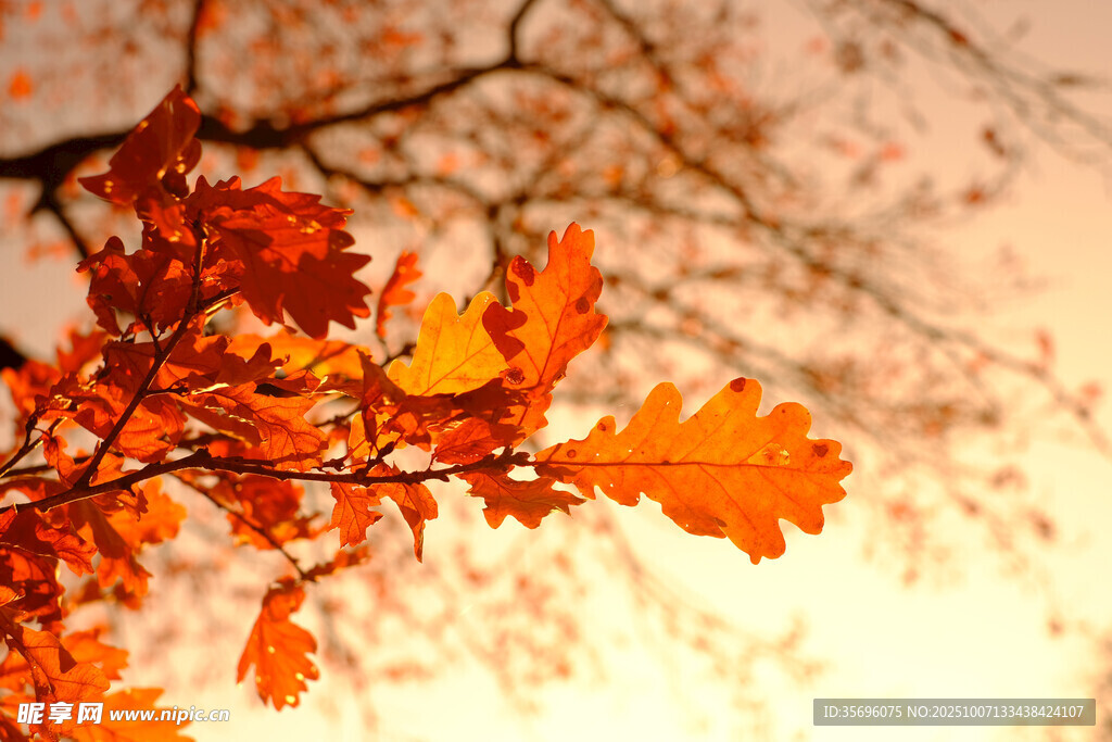 秋日枝頭的絢爛紅葉