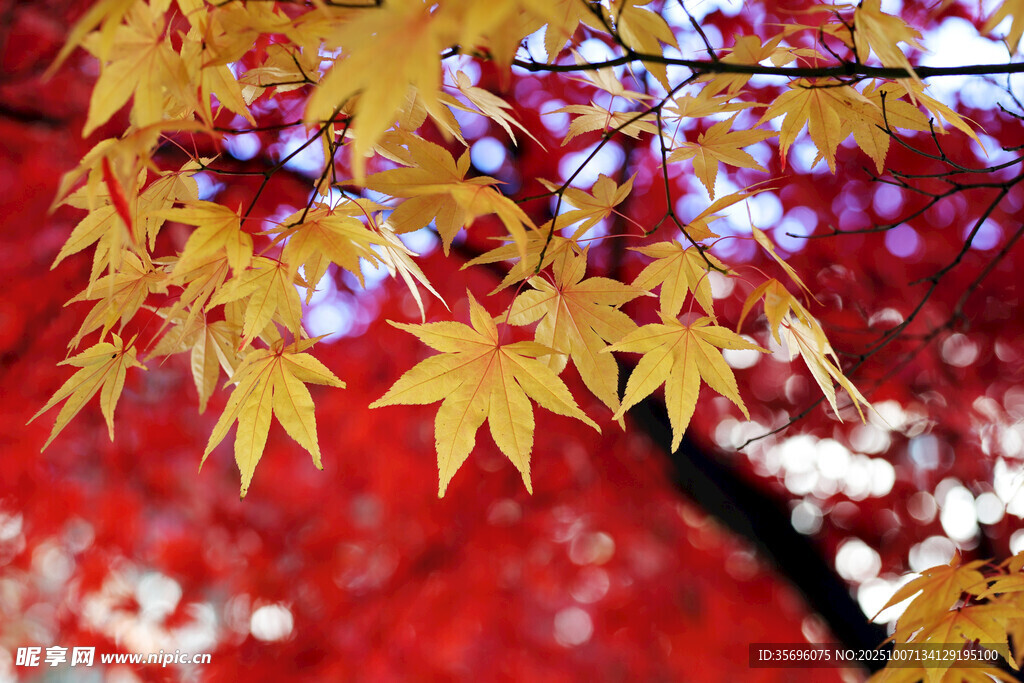 秋日紅楓樹枝金黃葉片